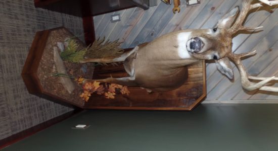 Deer Mount Restored